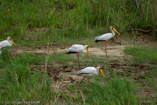 Nimmersatt (22 von 22).jpg